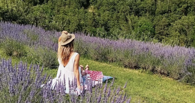 Picnic in Viola